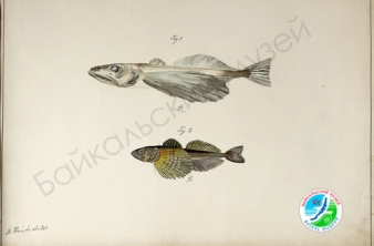 РИСУНКИ С. Е. ВРОНСКОГО