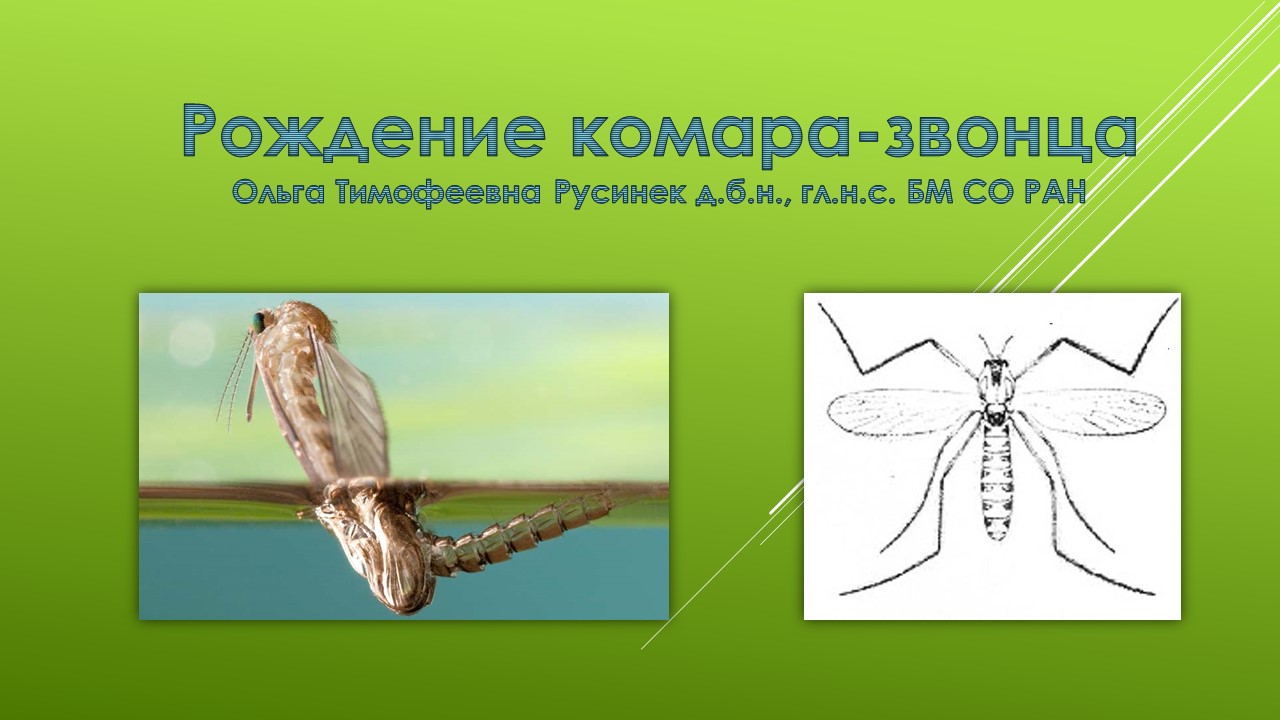 Урок зоологии в лицее № 1 - основной вид